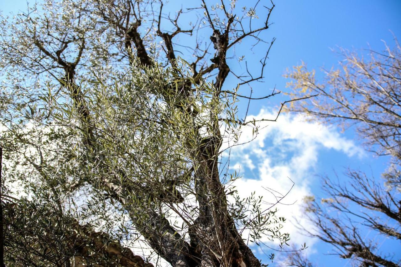 Le Mazet De Tourrettes Bed & Breakfast Dış mekan fotoğraf